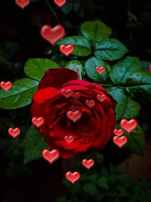 Rose heart red gif kurdish love