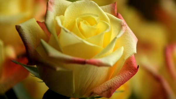 Image (46)