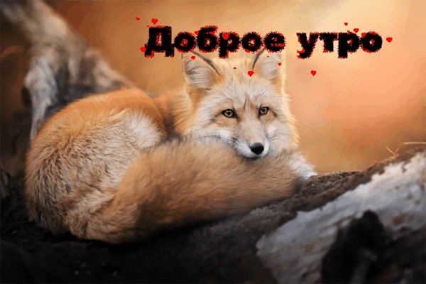Лиса.Доброе утро