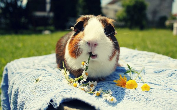 Guinea Pig