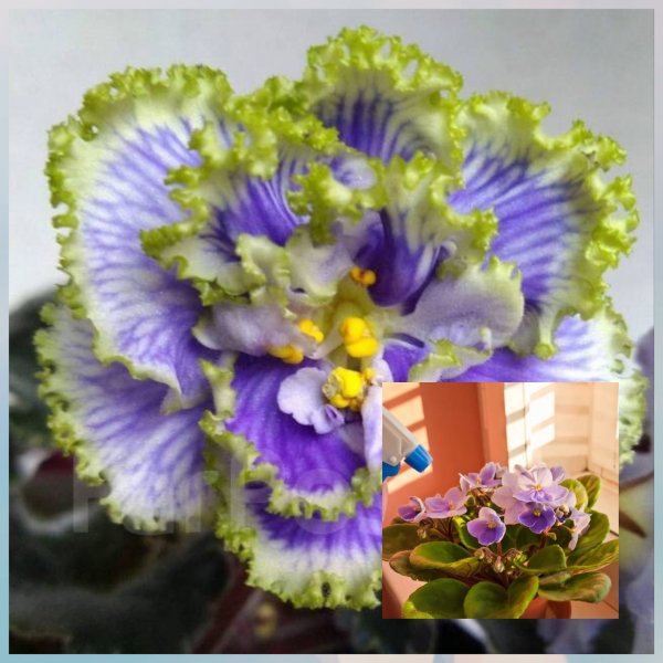 Как нельзя поливать фиалку