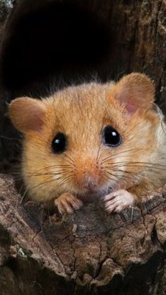 47a402059af83ab9bc6a643b6a256a4b