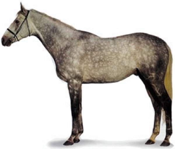 Чистокровная верховая порода лошадей (4)