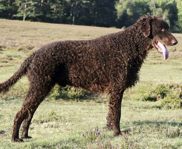 Курчавошерстный ретривер (4)