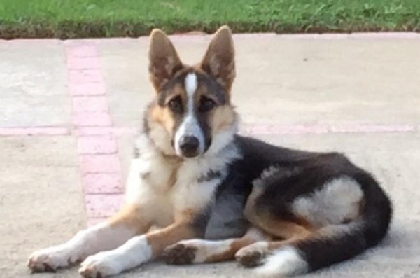 Овчарка панда (2)