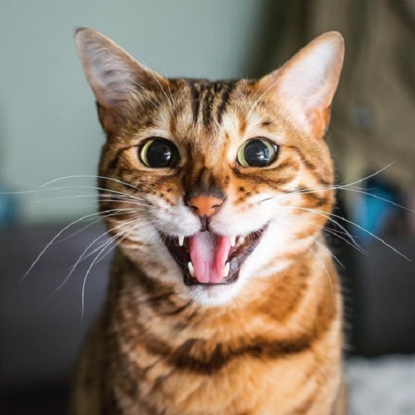 Кошка