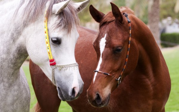 horses-brown-white-couple-animal-lolita777-9Gsa