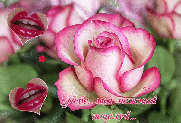 Анимированная открытка день поцелуя (3)