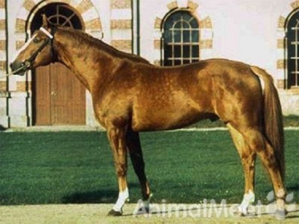 Рейнлендская порода лошадей (2)