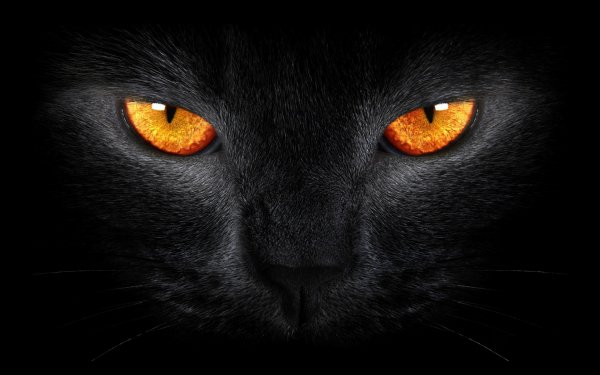 Black-Cat-Desktop-Wallpaper