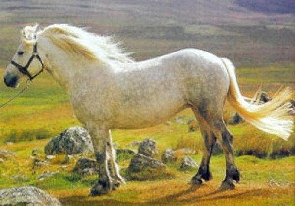 Хайландская порода пони