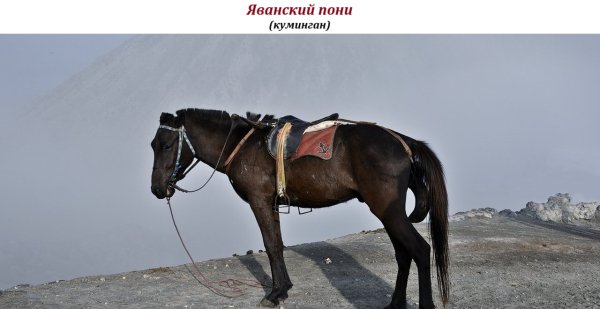 Яванский пони