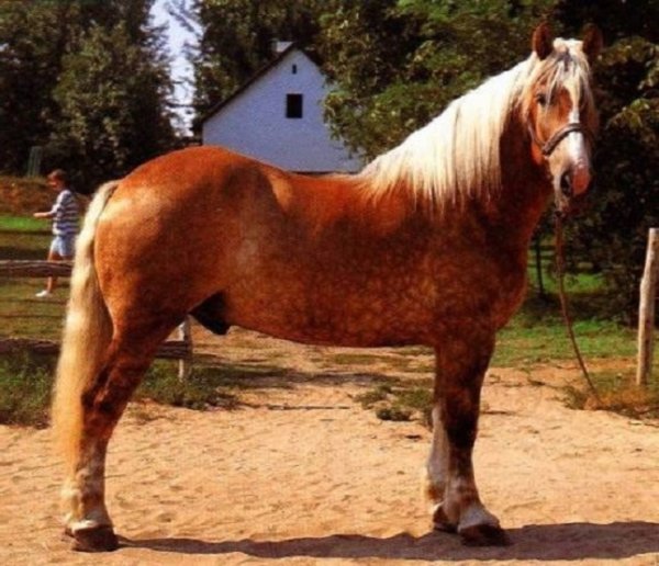 Шлезвигская порода лошадей