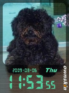 Black puppy
