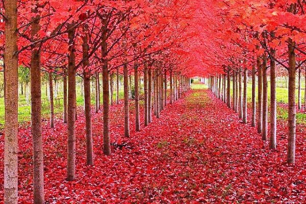 Золотая осень