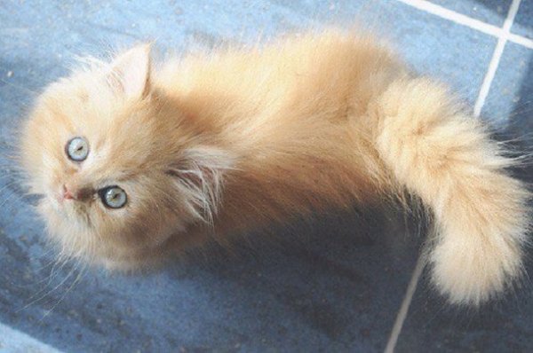 Котик. 5с.