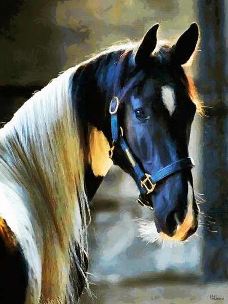 horse-2-scaled