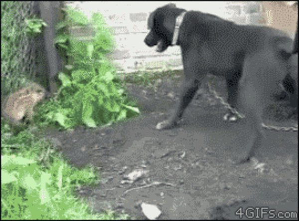 Бойцовый Кабан
