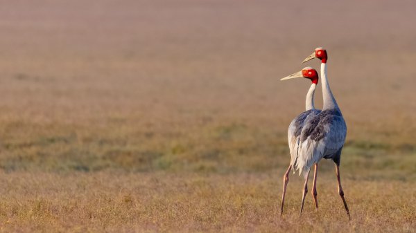 Saruscranes gettyimages-2215265931 3840x2160 3840x2160
