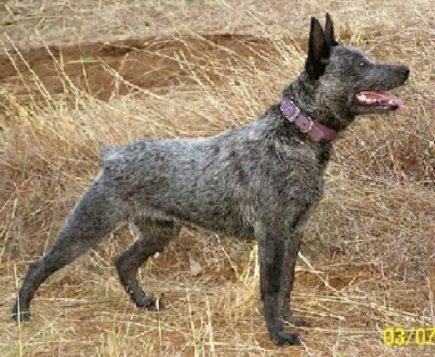 Австралийская короткохвостая пастушья собака (3)