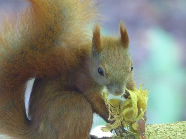 Red squirrel eating hazel nut