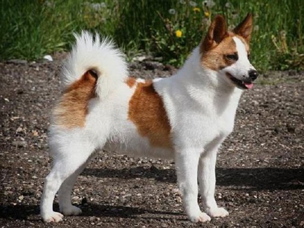 Норботтен-шпиц (2)