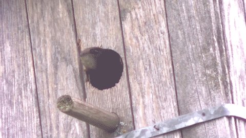 Чёрный стриж