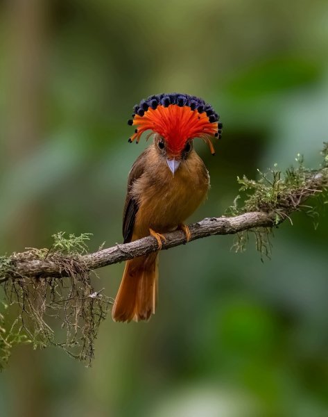 АТЛАНТИЧЕСКАЯ КОРОЛЕВСКАЯ МУХОЛОВКА
