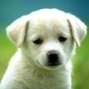 Всё о собаках (подборка книг)