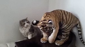 42cb4940c0bb4feffd408daa4b0890dcfa83f200133c26b25f7f0de8b91fb