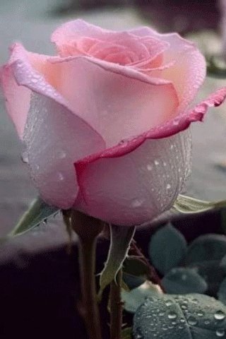 file_97333682