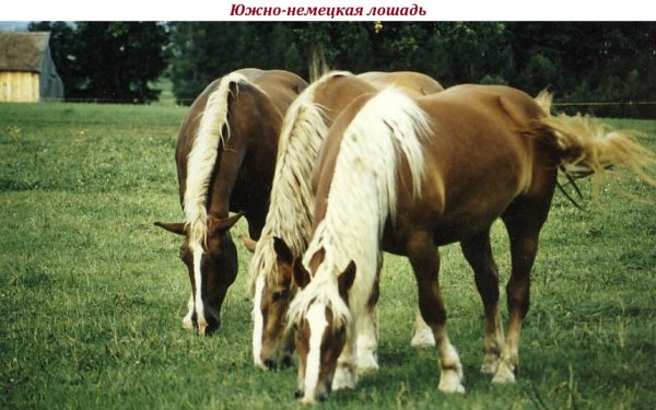 Южно-немецкая лошадь