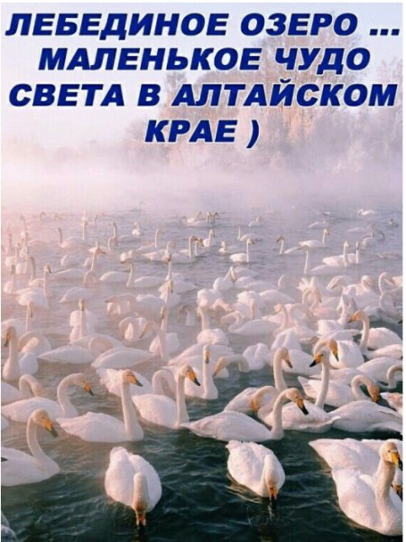 Лебединое озеро...