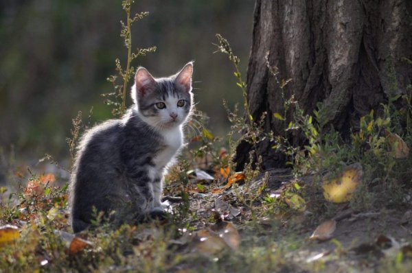 Котёнок в лесу