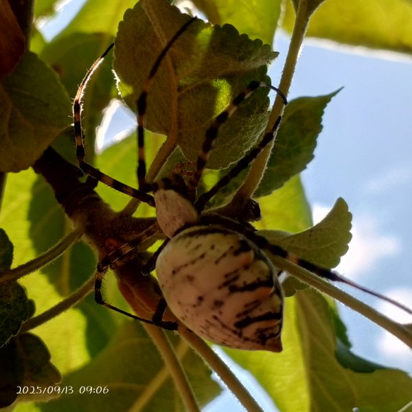 IMG 20250913 090637 388