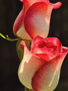 file_62468364