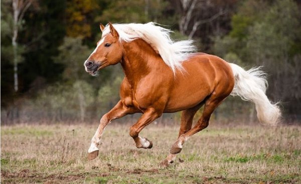 Хафлингеры (3)