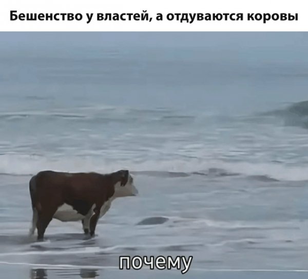 file_102268599