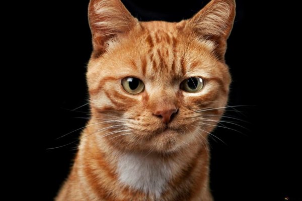 Cute-glances-of-a-yellow-1920x1280 38