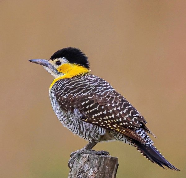 ПОЛЕВОЙ ЗОЛОТОЙ ДЯТЕЛ