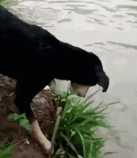 gif 1479238389