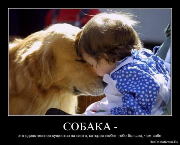 Собака...