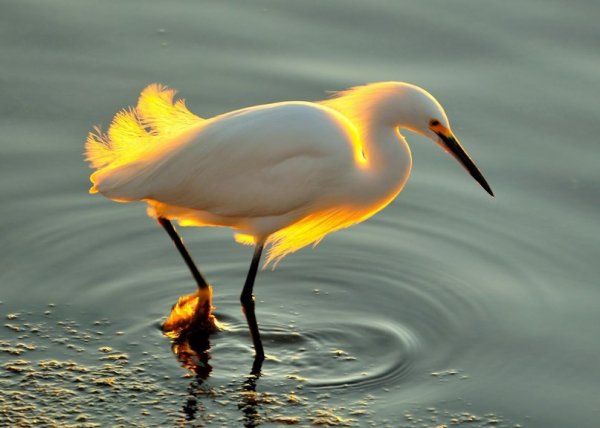 Снежная цапля