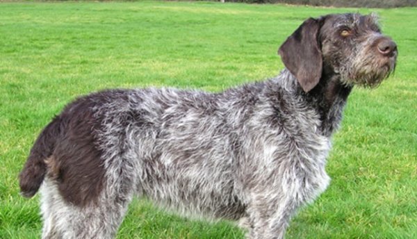 Немецкая жесткошерстная легавая (дратхаар). (3)