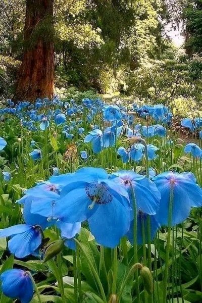 file_96291787