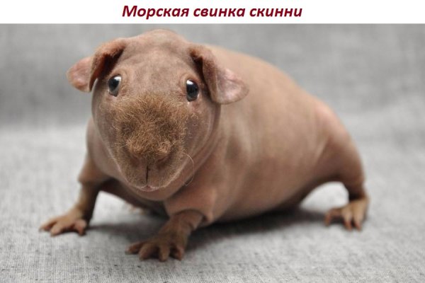Морская свинка скинни