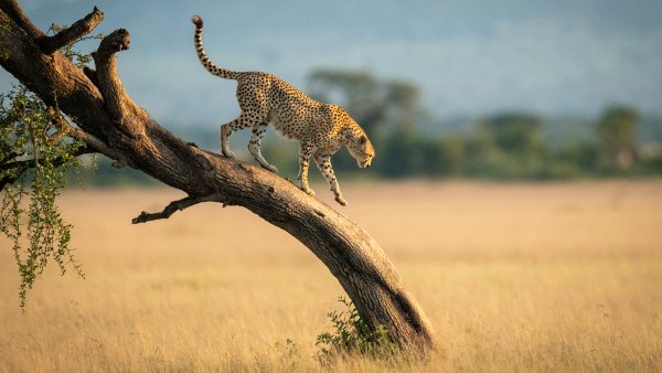 Lock2024-b49 wl cheetahserengeti adobestock 1920x1080