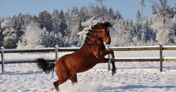 Лошадь Пасо-фино (Paso Fino, caballo de paso fino)