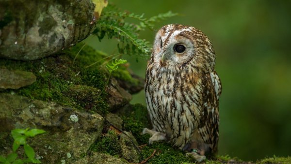 Birds-owls-moss-13er