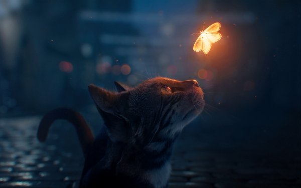 Cat Looking at Butterfly